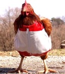  Images Suitforchicken