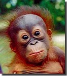  Image-Files Orangutan-Pictures