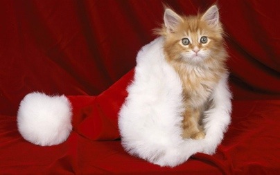 Christmas-Kitty-christmas-16124091-1280-800.jpg